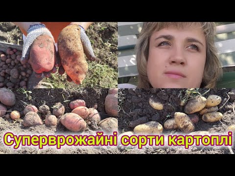 Видео: Вибираємо картоплю. Такого ви ще точно не бачили. Які сорти найврожайніші?