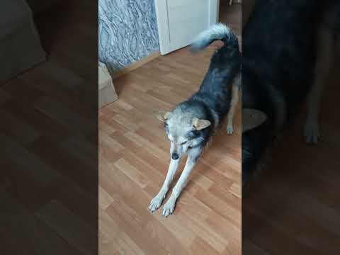 Видео: Мама ругала. Рекс #shorts #рекс #собака #mydog #funnyanimal #юмор #прикол #ялюблюсобак