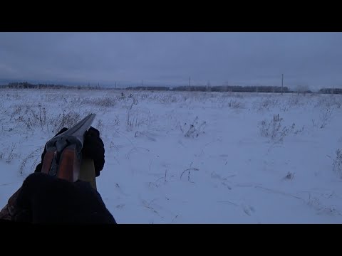 Видео: Охота на зайца. Зайцы поднимаются далеко, но один подпустил на выстрел