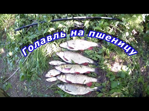 Видео: Голавль на пшеницу