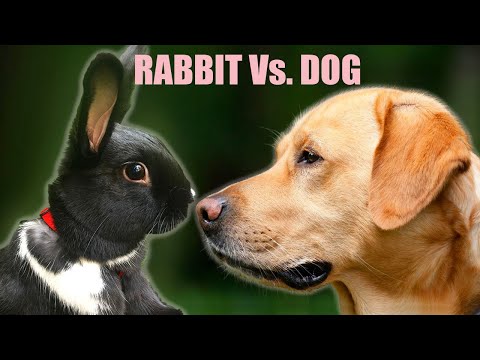 Видео: Кролики и собаки: кто лучше?