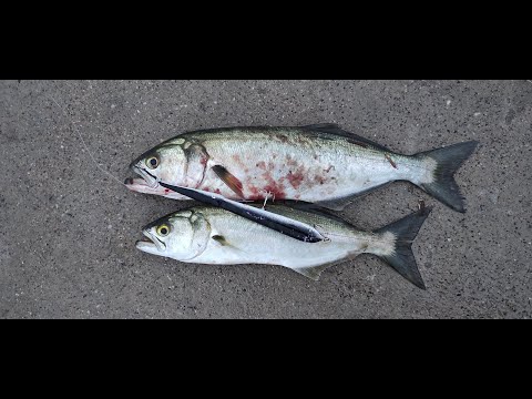 Видео: Солунски лефери!Кривака срещу три Джак фина!