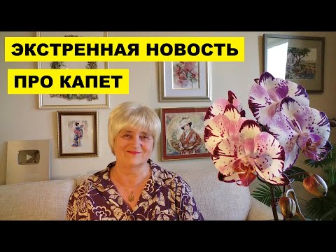 Видео: ЭКСТРЕННАЯ НОВОСТЬ ПРО КАПЕТ