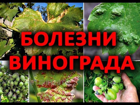 Видео: После этого видео, Вы будете точно знать как лечить виноград!