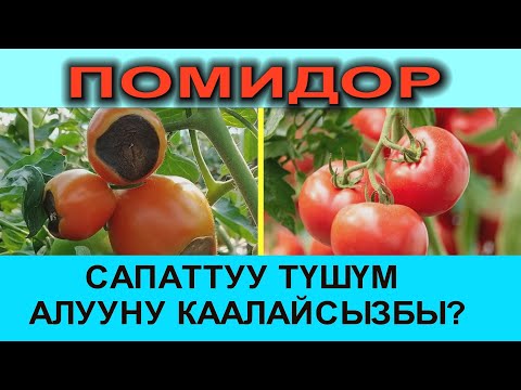 Видео: КӨРҮҢҮЗДӨР!!! ПОМИДОР ӨСТҮРГӨН ДЫЙКАНДАРГА СУНУШ ЖАНА ПАЙДАЛУУ КЕҢЕШ
