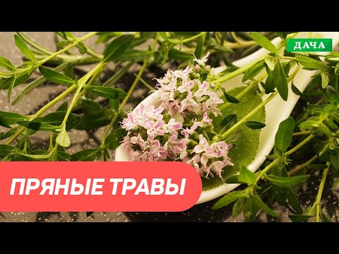 Видео: Пряные травы в домашних условиях. Как вырастить пряные травы в домашних условиях?