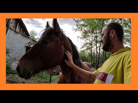 Видео: Reusing hay | Круговорот сена.