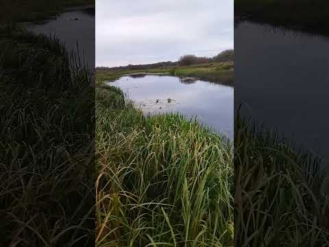 Видео: Щука на неогрузку. ч 2