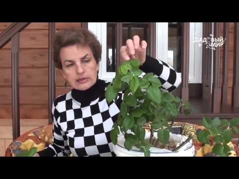 Видео: Почему розы не цветут  Слепые побеги роз