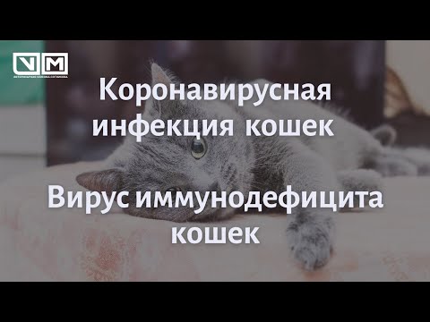 Видео: Коронивирусная инфекция кошек. Вирус иммунодефицита кошек