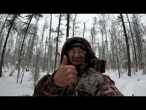 Видео: Охота продолжается. Лоси. Соболь. СОЛОНЦЫ для лосей. Краткое знакомство.