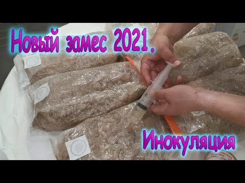 Видео: 60.  Инокуляция жидким мицелием ежовика гребенчатого блоков и интересное наблюдение.