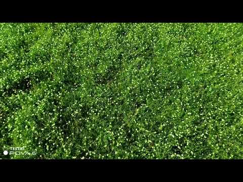 Видео: Ошибки при устройстве газона из мшанки