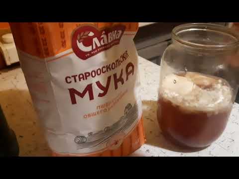 Видео: Дикие дрожжи на отваре из хмеля для зерновых браг и хлебопечения. Рецепт.