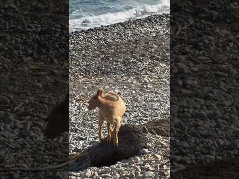 Видео: Коза на море.