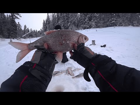 Видео: рекордная сорога и язи.эта таёжная река радует рыбой.