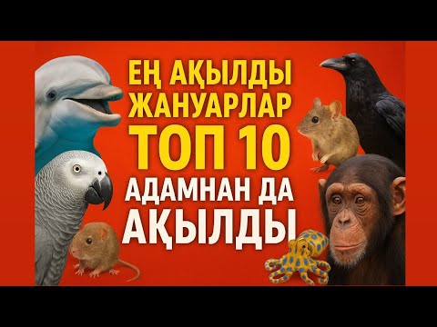 Видео: Сіз бұны точно білмедіңіз, сізден ақылды ма тыңдап көріңіз