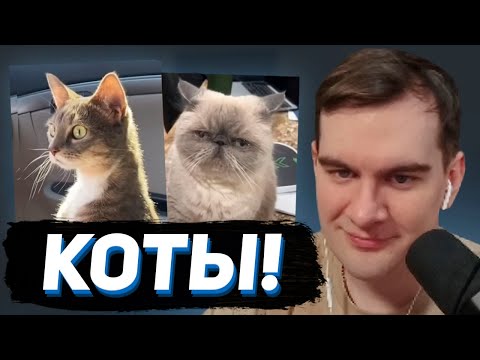 Видео: БРАТИШКИН СМОТРИТ - ПОДБОРКУ СМЕШНЫХ КОТИКОВ