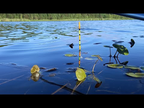 Видео: ТАКОГО Я НЕ ОЖИДАЛ! РЫБАЛКА НА ПОПЛАВОК, КАРАСЬ