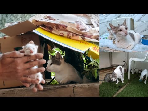 Видео: Финальный выход из стеклянной комнаты после 75 дней спасения кошки-мамы и её котят.