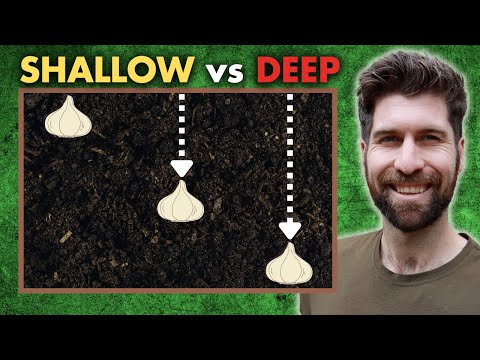 Видео: Я ПРОВЕРИЛ выращивание чеснока на трех разных глубинах и вот результаты!