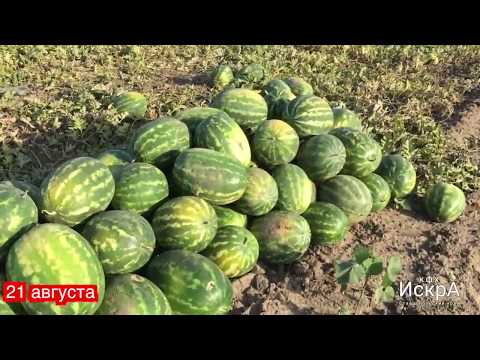 Видео: Арбуз Каристан F1. Посев семян в грунт 14 мая