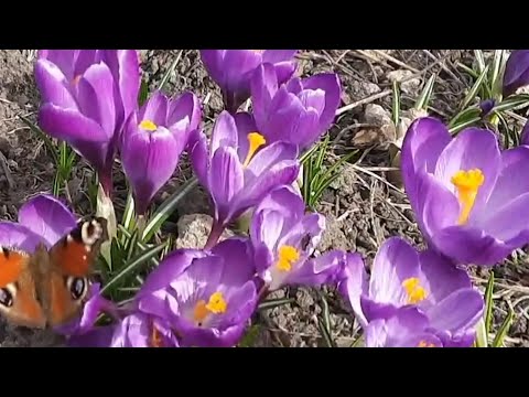 Видео: Пробуждение от зимы, прибавление в хозяйстве, рецепт элексира для иммунитета