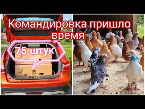 Видео: Голуби 75 штук пришло время