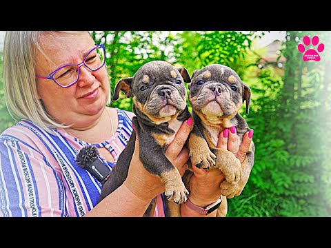 Видео: Мы потеряли еще одного щенка! Их осталось 18... У одного щенка проблема с хвостом! Щенкам 1,5 месяца