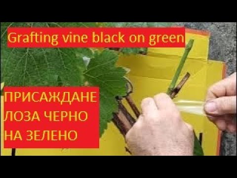 Видео: № 621 Grafting vine black on green. Как да си присадим, ашладисаме лоза, черно на зелено - 04.06.23
