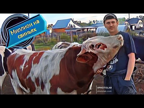 Видео: Итоги откорма быков за год! Готовим тушенку дома.