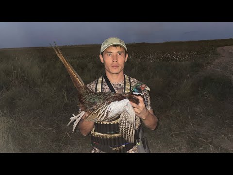 Видео: Қырғауылға аңшылық