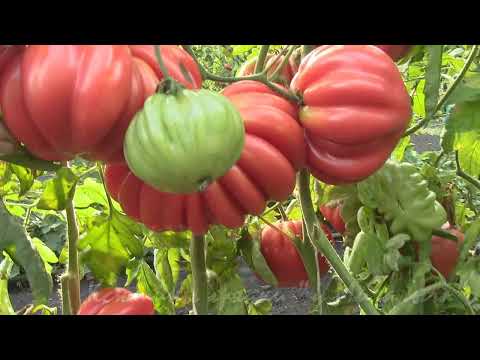 Видео: Обзор перед окончанием сезона (продолжение)