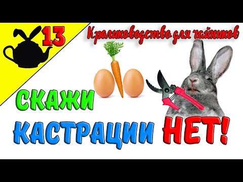 Видео: СКАЖИ КАСТРАЦИИ - НЕТ! / Кролиководство для чайников 13