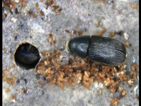 Видео: Уссурийский полиграф