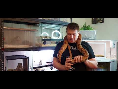 Видео: Почему императорские удавы так популярны .Взвешивания змеи и ответы подписчикам.