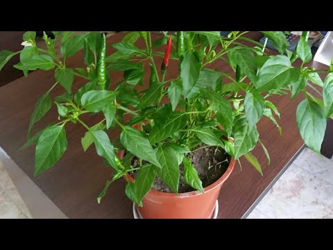 Видео: Чушлета в Саксия многогодишни