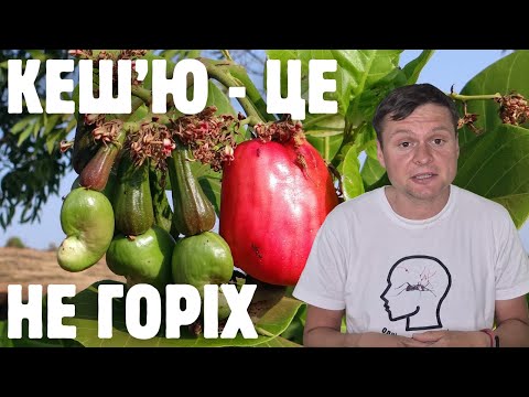 Видео: Кеш'ю: такий смачний, такий токсичний. Гігантське дерево віком 1000 років.
