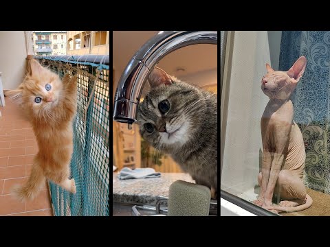 Видео: Funny and cute CATS 🐱Videos🔶 Сompilation # 39🔶