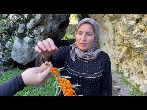 Видео: Обзор дома моего деда/ собираем облепиху и шиповник.