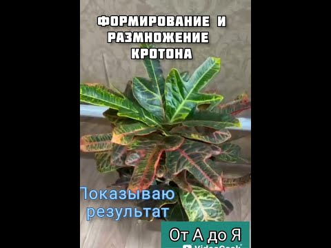 Видео: Правильно формируем кротон и размножаем. Жалею, что раньше не знала.