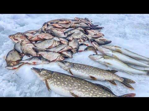 Видео: НЕДЕЛЯ НА ЛЬДУ В ПАЛАТКЕ. РАСКРЫВАЕМ СЕКРЕТЫ КОМФОРТНОЙ РЫБАЛКИ. ФИНАЛ. SHARMAX SE500. ЧАСТЬ 4