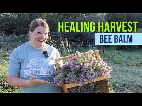 Видео: Монарда — незаменимое лекарственное средство!