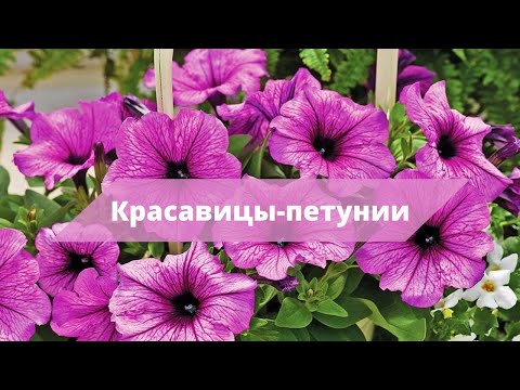 Видео: ЦВЕТОЧНЫЙ БУМ | Высадка петуний в открытый грунт