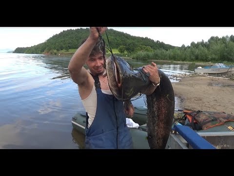 Видео: Сом на 60 кг на перемет | Рыбалка на Волге на островах | Уаз Патриот для рыбалки