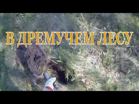 Видео: В ДРЕМУЧИЙ ЛЕС.  ПОИСК  СТАРИННОЙ СЕЛУХИ