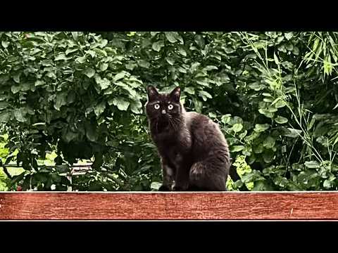 Видео: Чувствительный кот соседа жаждал любви, но всегда избегал; за одно лето я завоевал его доверие.