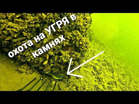 Видео: 🔱🐟🔱🇪🇪 🔱Подводная охота на УГРЯ в камнях🔱