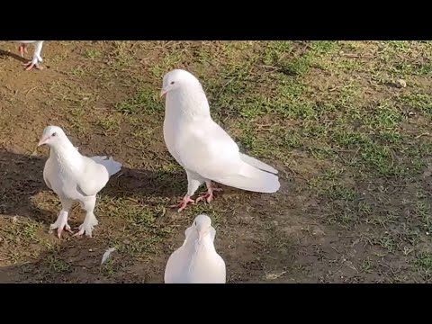 Видео: В гостях у дяди Хайруллы! #бакинскиеголуби #göyərçin #pigeons #tauben #голуби