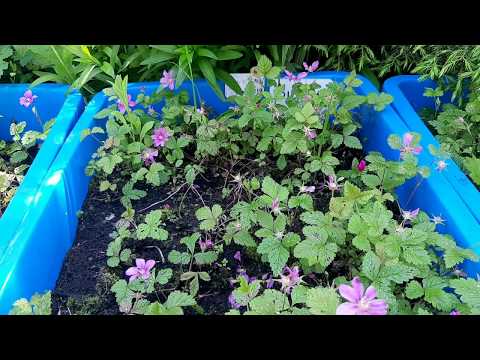 Видео: МОРОШКА ВЫРАЩИВАНИЕ НЮБЮ.ПОСАДКА НА ГРЯДКУ- ГДЕ И КАК?